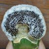 Copiapoa_tenuissima_cristata